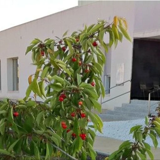 vivienda tuteladas de mayores-brazatortas-ciudad real
