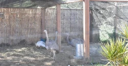 residencia moncasol i animales