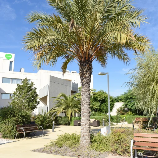residencia_pmd_domusvi_laljub_alicante_elche
